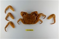 藏品(毛足陸方蟹)的圖片